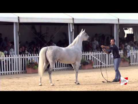 N.63 L FARAHDIBA - Menton 2015 - Mares 4 to 7 years old (Class 4)