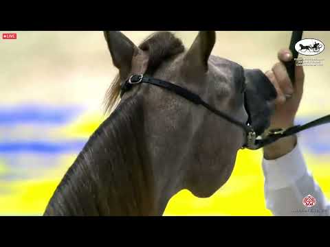 N 23 AJ LIMA   Dubai International Arabian Horse Championship 2022   Yearling Fillies Class 2B