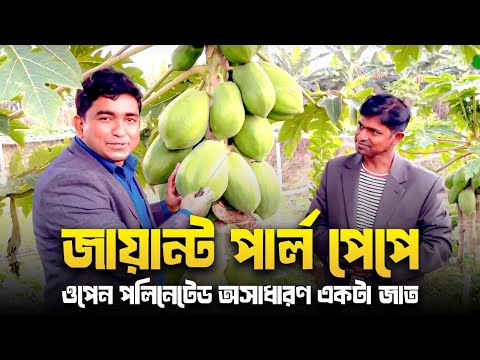 জায়ান্ট পার্ল পেপে (Giant pearl papaya)- ওপেন পলিনেটেড অসাধারণ একটা জাত