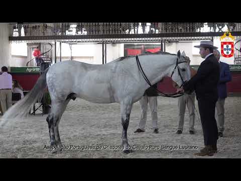 211023 15 Cagancho - Aprovação de Garanhões