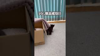 【子猫】ジジ、ダンボールから脱出成功！見守るキキが可愛い🐈🐈‍⬛💕#子猫 #黒猫 #保護猫