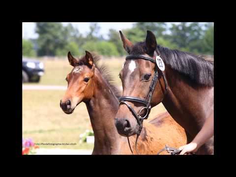 Hengstfohlen v. Unlimited-Corde-Landgraf
