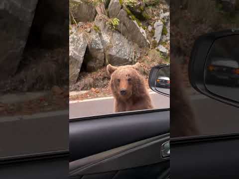 NU face asta daca te intalnesti cu URSUL pe Transfagarasan 2025! #shorts #romania #mountains