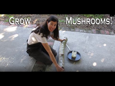 Inoculating Mushroom Logs - Starter Guide