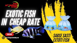 Exotic Fish update || king kong parrot || Arowana || Exotic gold || Sasti Exotic Fish In India