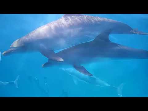 Les PEUPLES de la MER : la légende