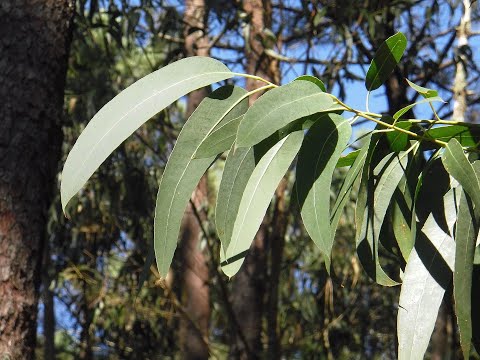 فوائد أوراق الكاليبتوس | Eucalyptus |