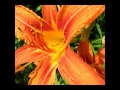 www.picinflowers.com.  Golden Feather Robbie Robertson promotional video