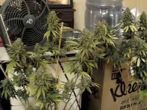 S.A.G.E. Harvest Day (74) - Video 1