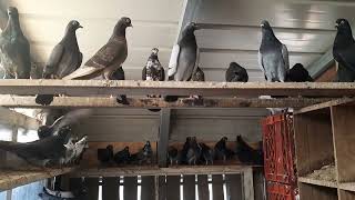 Pigeons For Sale Lovatts & Gordon Hughes  Tipplers