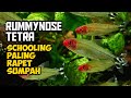 Karakteristik Ikan Hias Red Nose