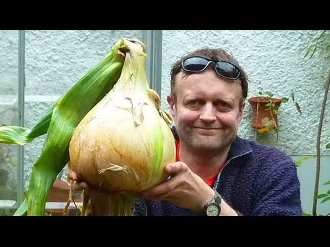 , title : 'Allotment Diary : Growing a 10 Pound Onion from start to finish.