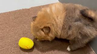 ポメラニアンの動画01