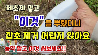 제초제 말고 이것 뿌렸더니 풀 바로 죽어요 잡초제거 어렵지 않습니다 빙초산제초제 사용방법 텃밭농사 식초제초제