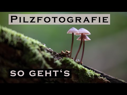 Pilzfotografie in Schweden - Tipps und Tricks