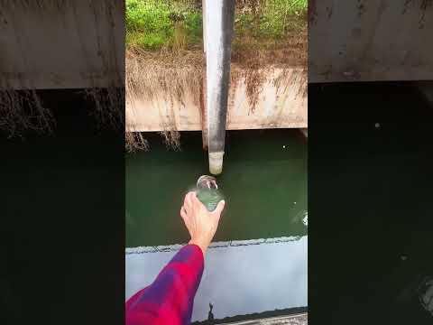 What Happened to the Little Monkey Baby: Little Monkey Falls into Water Rescue