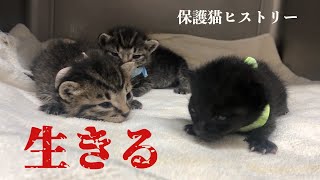 最後に残った捨て猫姉妹。黒猫ちゃんミルク飲む練習にトライ!の巻