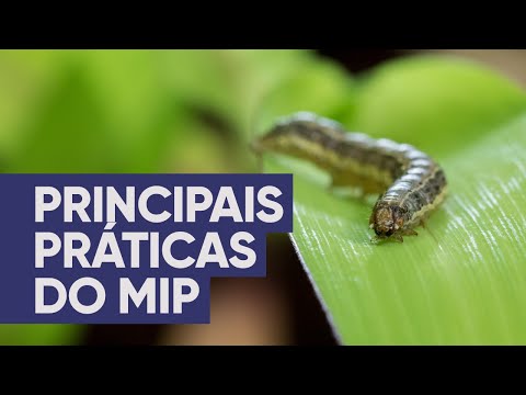 Principais práticas do manejo integrado de pragas