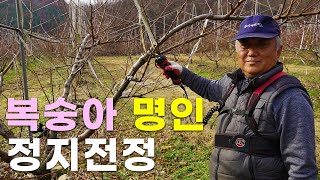 최고농업기술명인이 알려주는 올바른 복숭아 정지전정 방법!! ㅣ 김종오명인 ㅣ 녹지접묘목