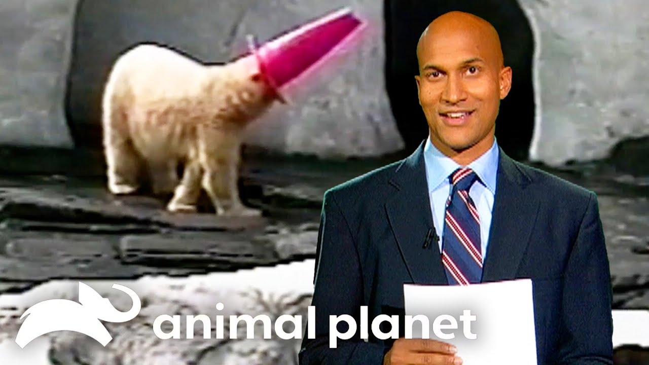 Meet The Funniest Animals On Earth! | The Planet's Funniest Animals | Animal Planet