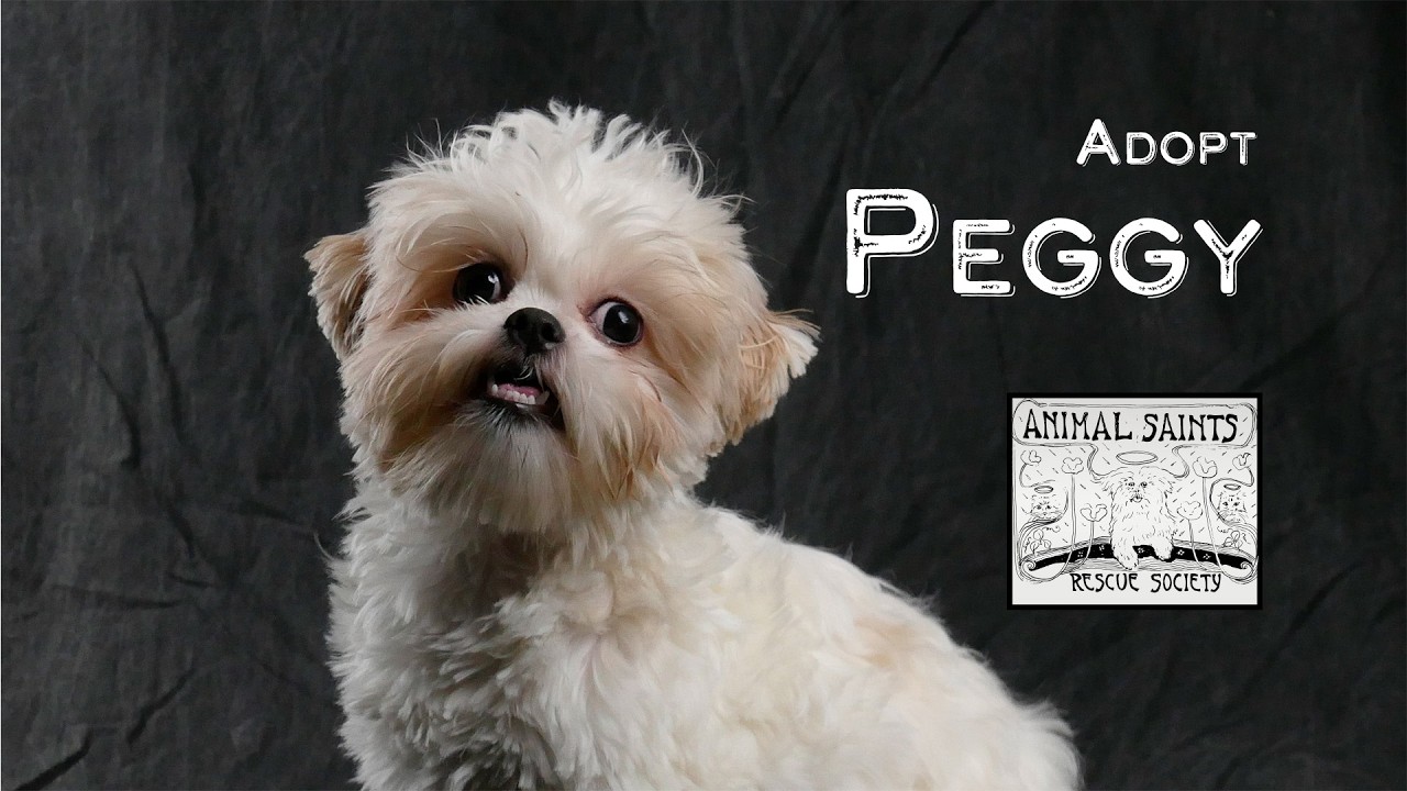 Enlarge Peggy, a ADOPTABLE mixed breed in Fort Montgomery, NY video 6/6