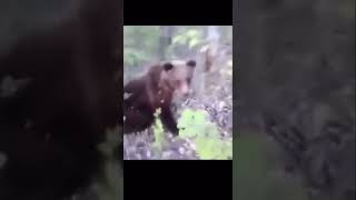 Man sneaks up on wild bear and kicks it,and gets mauled