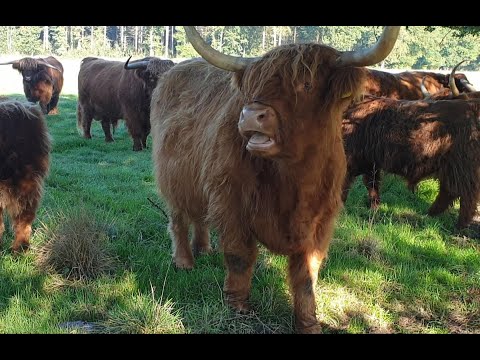 , title : 'Nutztiere. Schottisches Hochlandrind. Scottish highland cattle. Ein Video von KLAUS TAUX'