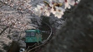 preview picture of video 'Tōhoku Cherry Blossoms - Funaoka, Miyagi'