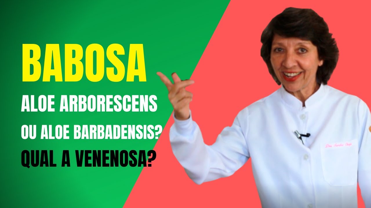 BABOSA - ALOE ARBORESCENS OU ALOE BARBADENSIS? QUAL A VENENOSA?