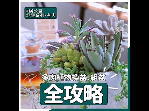 辦公室 多肉植物