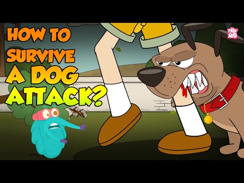 How To Survive A Dog Attack? | Preventing Dog Bites | The Dr Binocs Show | Peekaboo Kidz