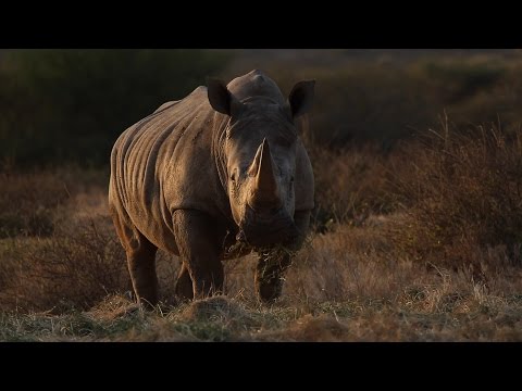 Bob Holroyd - African Drug Rhino Remix