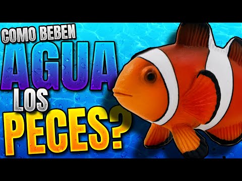 ¿Los peces beben agua? ¿Como lo hacen?