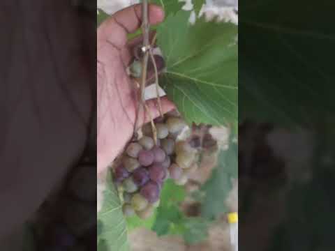 , title : 'GRAPE LEAVES TURNING YELLOW HOW TO PROTECT GRAPE CROP FROM PEST 🍇'