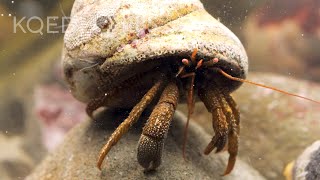 These Adorable Hermit Crabs Shop for the Perfect Shell | Deep Look