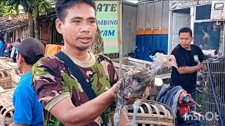 Download lagu PRICE OF ORIGINAL CIANJUR PELUNG CHICKEN 2 MONTHS OLD ETC. AT SUMPIUH MARKET mp3