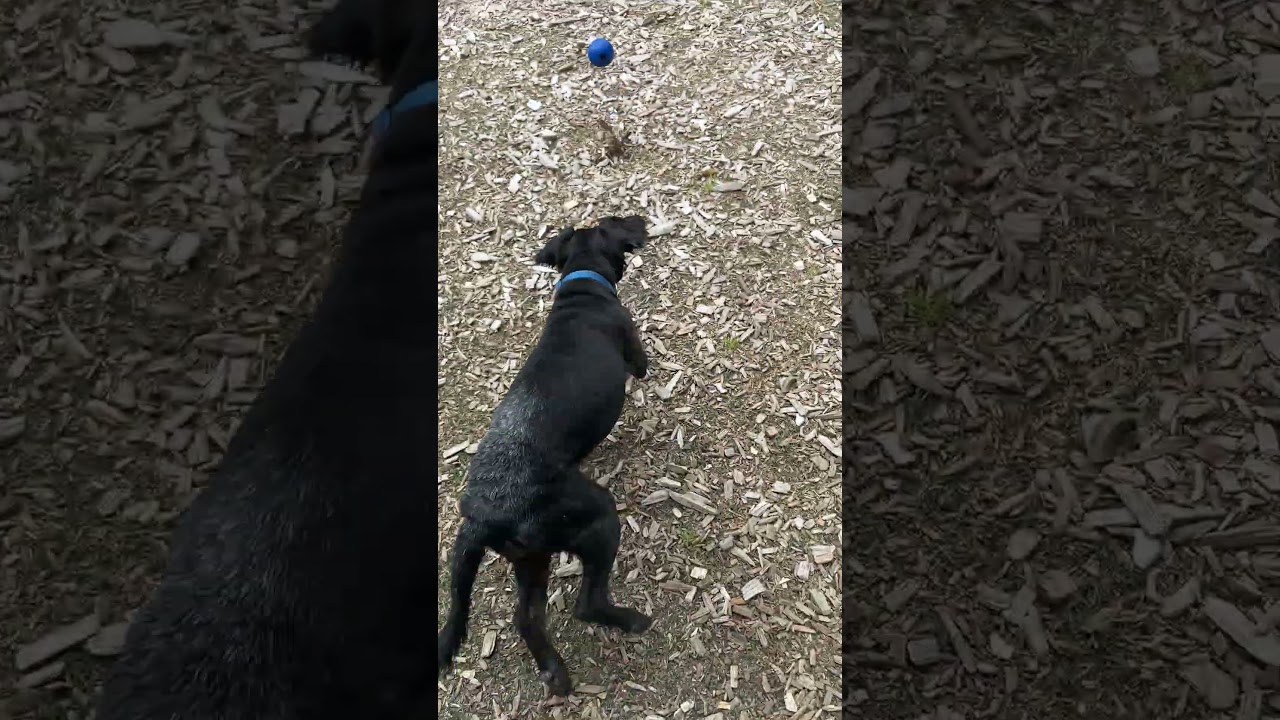 Ronald, a ADOPTABLE mixed breed in Long Beach, WA video 6/6