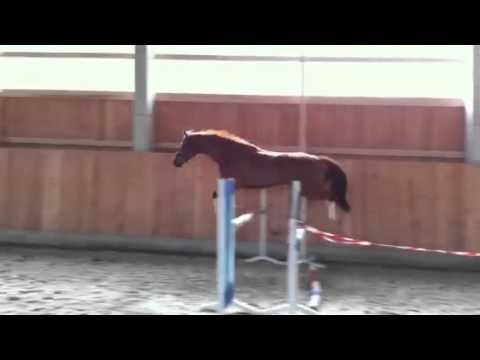 Fürst Grandios - Royal Diamond