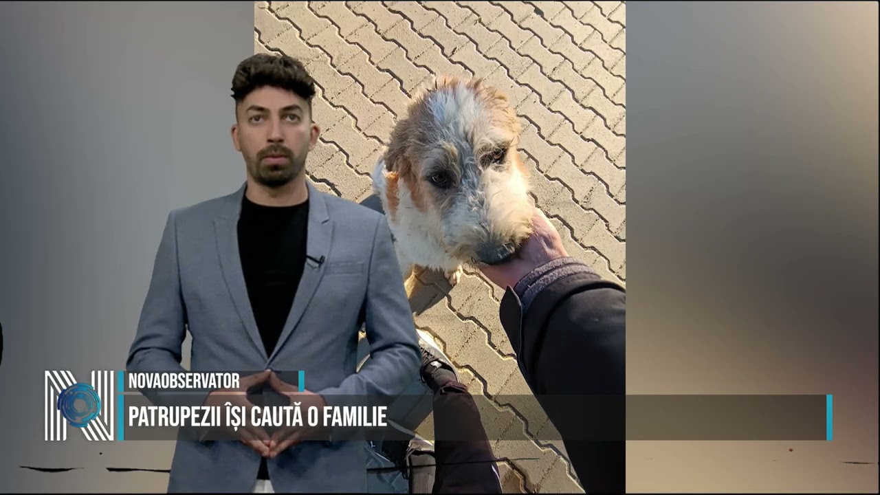 PATRUPEZII ÎȘI CAUTĂ O FAMILIE