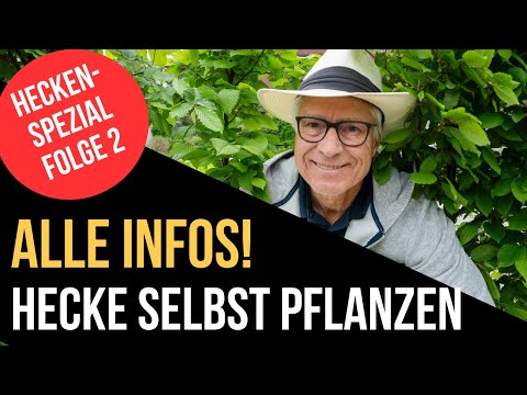 Plant a hedge like a pro 🌿 | Planning & work explained step by step