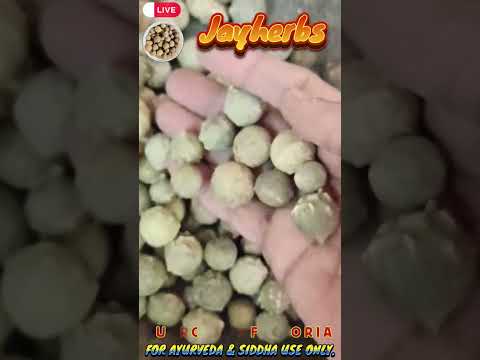 Majuphal Quercus Infectoria