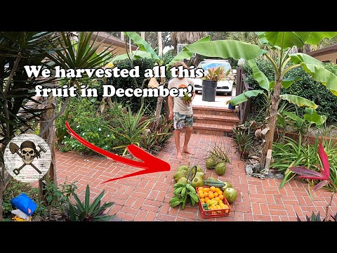 Florida Organic Edible / Tropical Garden Food Forest Tour | December Zone 10a