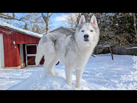 Husky Finally Gets Dream Snow Day and Goes Wild ❄️ Huskies Playing in Snow!