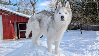 Husky Finally Gets Dream Snow Day and Goes Wild ❄️ Huskies Playing in Snow!