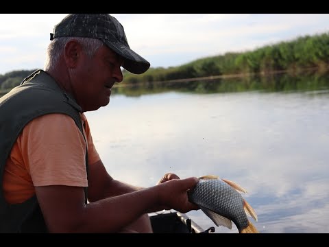 Pecanje babuške na Vegler plovak, Bajski kanal 2022.
