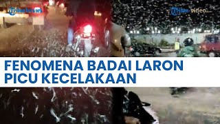 Geger Fenomena Badai Laron Mirip Salju, Picu Kecelakaan di Jalan