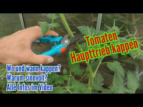 , title : 'Tomaten Haupttrieb kappen - Wann wie und warum die Spitze an Tomaten schneiden'