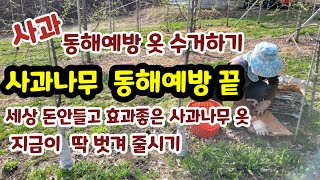 사과나무 동해예방 피복제 옷 수거시기 이유 [사과재배]