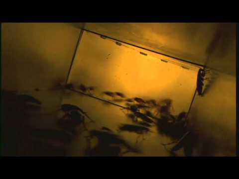 3D Pestcontrol 2014 - Cucarachas periplanetas corriendo por los conductos del aire acondicionado.