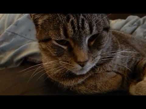 My Buddha Kitty (2011) RIP 2007-2021